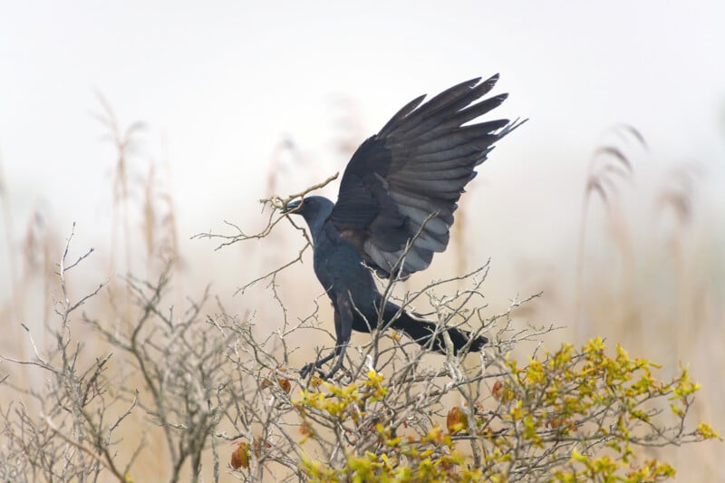 A black bird with outstretched wings stands on a bush, holding twigs in its beak. The background is blurred with tall grass and soft light.