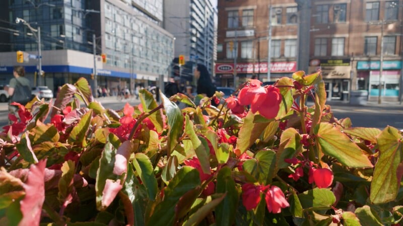 A close-up of vibrant red begonia flowers and green leaves in the foreground, with a blurred city street scene in the background.