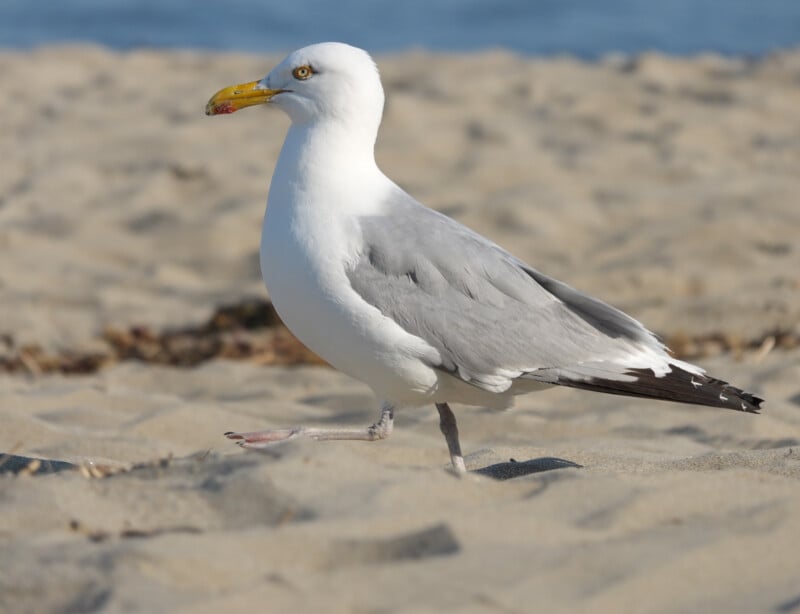 A seagull with gray wings and a yellow beak walks on sandy beach, with blurred blue water and sand in the background.