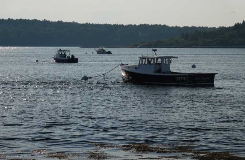 Three small boats float on a calm body of water near a tree-lined shore. The closest boat is moored, and the light is soft, suggesting early morning or late afternoon. Some seaweed is visible in the foreground.