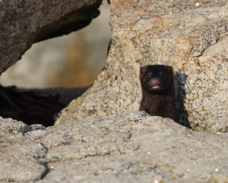 A small, dark-furred animal peeks out from between large, rough gray rocks, with sunlight illuminating its face and the rocky surroundings.