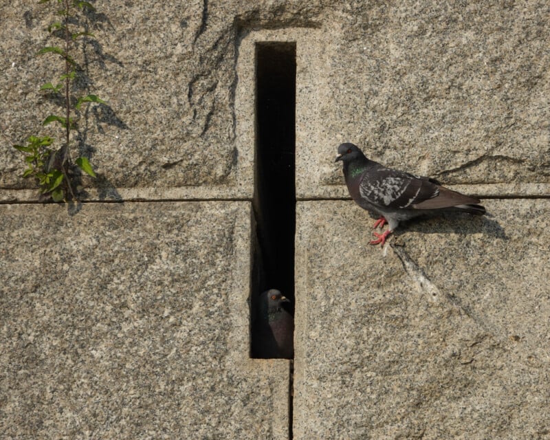 Two pigeons on a stone wall, one perched outside near a vertical slit and the other partially visible inside the narrow opening. Green plants grow on the left side of the wall.