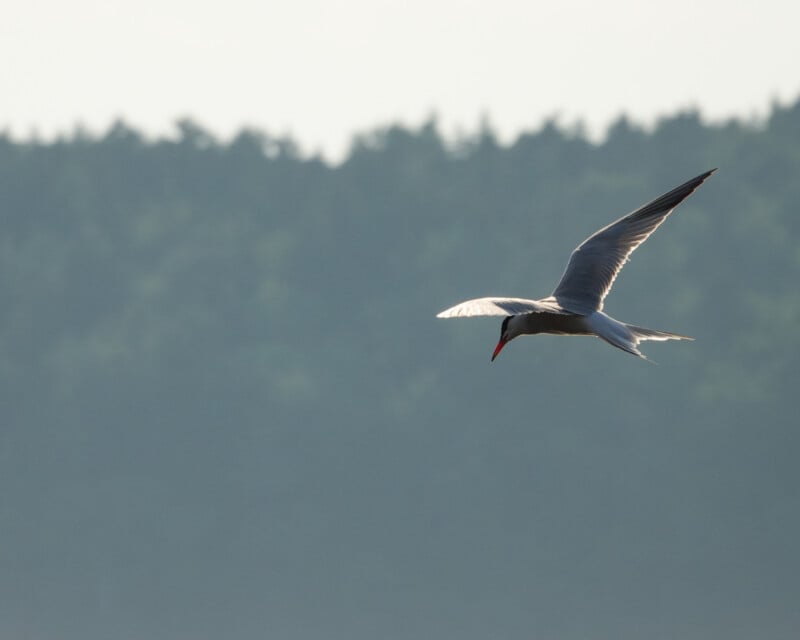 A single bird with outstretched wings flies in the sky with a blurred tree line in the background.