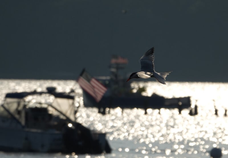 A seabird flies over sunlit water with blurred boats and an American flag in the background.