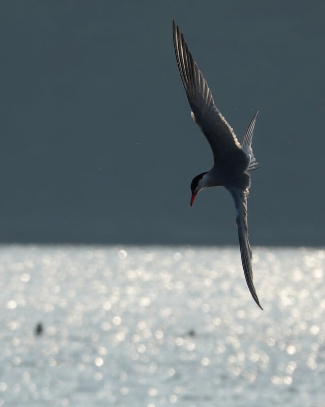 A tern with a red beak and black cap dives gracefully above shimmering water, with blurred birds in the distant background under a gray sky.