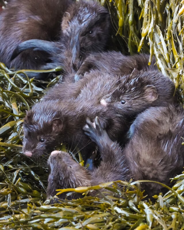 Four wet mink kits huddle together among green seaweed, their dark brown fur slick and shiny. They appear to be resting or cuddling close for warmth and comfort.