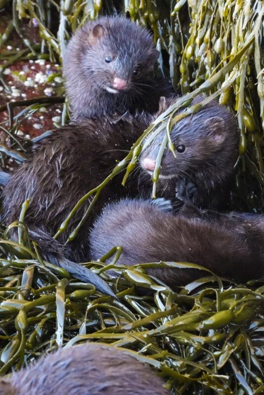 Three dark brown minks are nestled among green seaweed, with two facing the camera and one partially hidden. The minks have wet fur and pink noses, and the seaweed drapes over them.