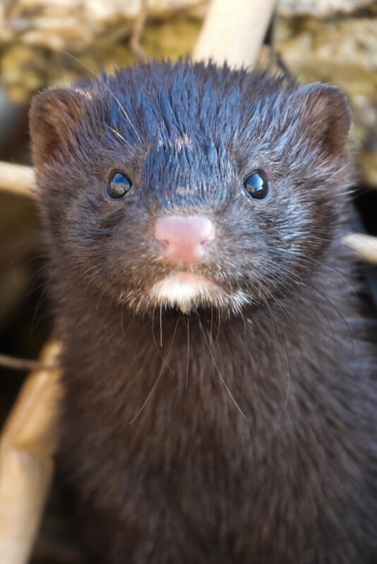 A close-up of a dark brown mink with wet fur, round black eyes, a pink nose, and white whiskers, looking directly at the camera.