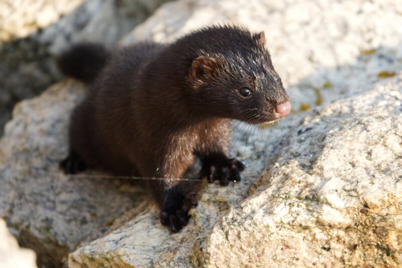 A dark brown mink with wet fur stands on a light-colored rock, looking forward. Its small ears, pink nose, and sharp claws are visible in the sunlight.