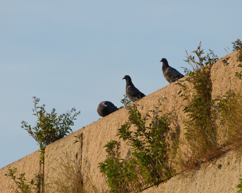 Three pigeons stand and rest on a sunlit stone wall with green plants growing from cracks, set against a clear blue sky.