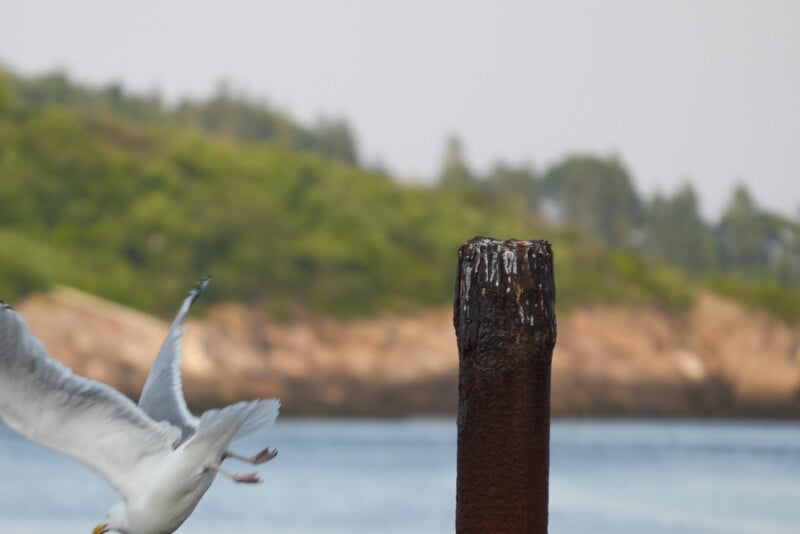 A seagull takes off near a rusty post by the water, with a blurred green and brown landscape in the background.