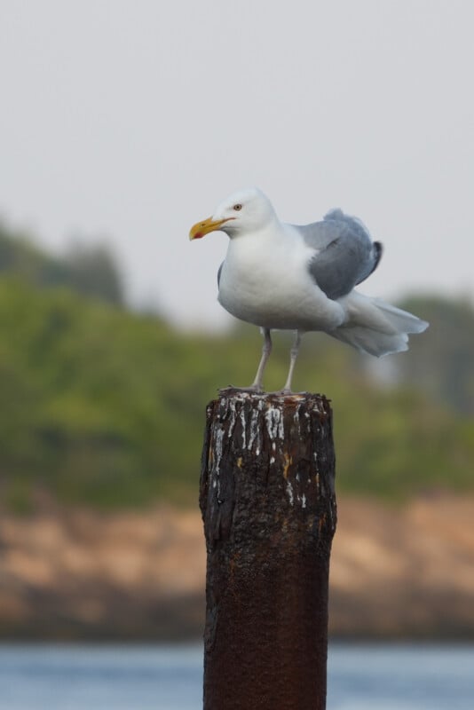 A seagull stands on a weathered wooden post by the water, with blurred green trees and brown ground in the background.