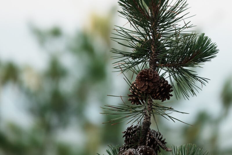 A close-up of a pine tree branch with several pinecones and green needles, set against a blurred background of trees and sky.