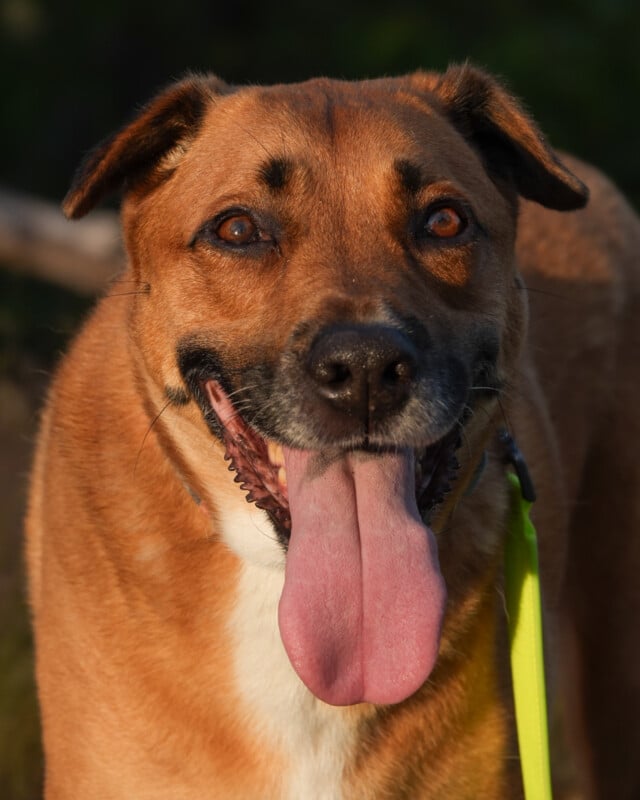 A brown dog with black markings is panting with its tongue out, looking at the camera. The dog has upright ears and is wearing a neon green leash.