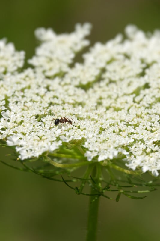 A close-up of a single ant walking on a cluster of small, delicate white flowers with a green blurred background.