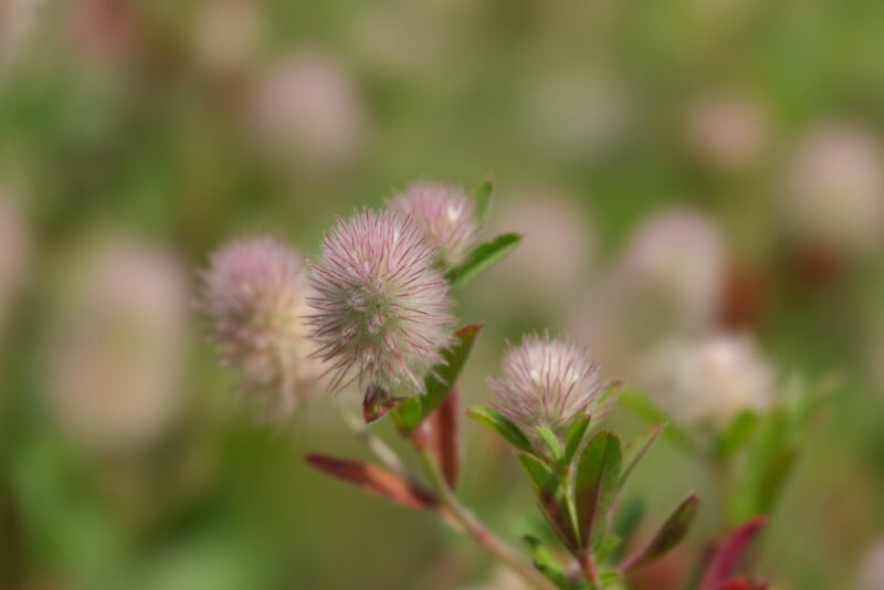 Close-up of fuzzy, pinkish wildflowers with green leaves, set against a blurred green and pink background outdoors.
