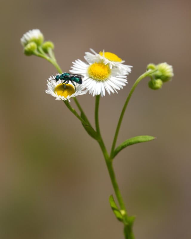 A metallic green bee rests on the yellow center of a white daisy-like wildflower, with blurred buds and flowers in the background.