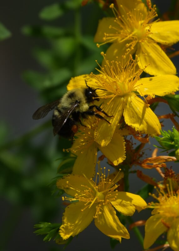 A bumblebee collects pollen from bright yellow flowers in sunlight, surrounded by green foliage.