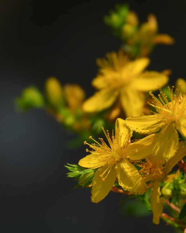 Close-up of bright yellow flowers with slender petals and long stamens, set against a dark, blurred background. Green buds and leaves are visible around the blossoms.