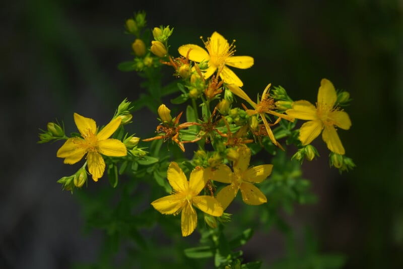 A cluster of bright yellow flowers with five petals each, surrounded by green leaves and buds, shown against a dark, blurred background.