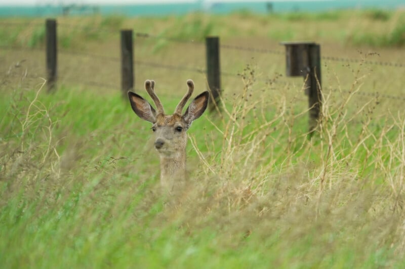 A young deer with velvet antlers stands in tall grass near a wire fence, looking directly at the camera. The background is a green, grassy field under a light blue sky.