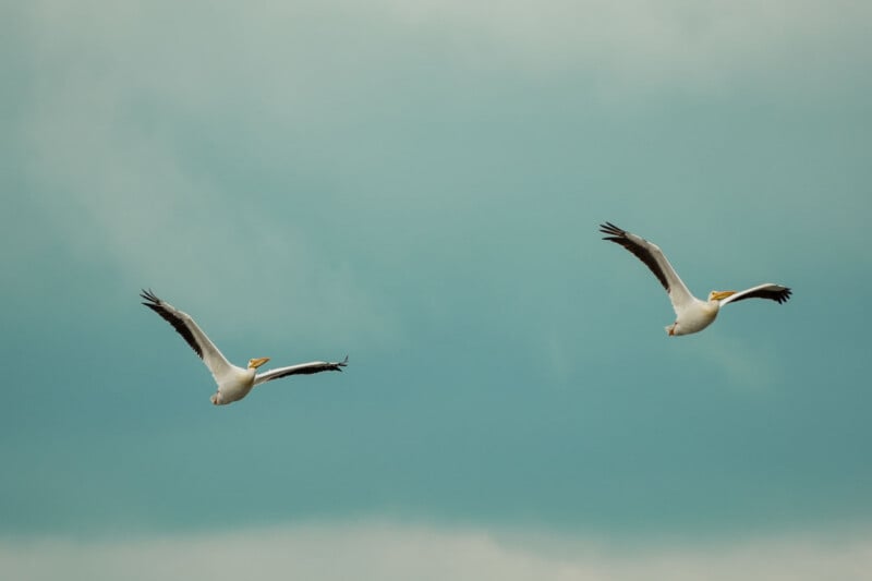 Two white pelicans with black-tipped wings are flying in a cloudy sky, spaced apart with blue and gray tones behind them.