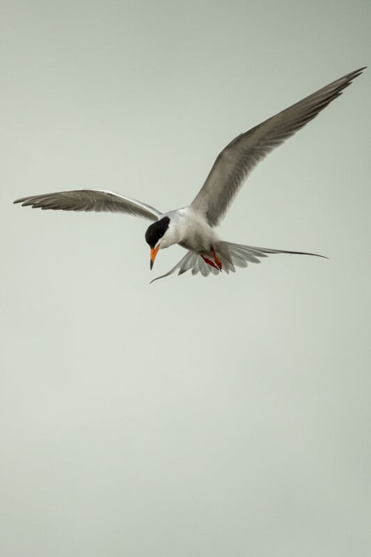 A tern with a black cap, white body, and orange beak hovers in midair, wings spread wide, against a pale grey sky.