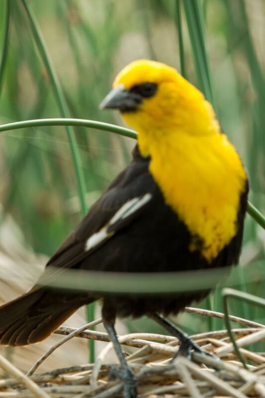 A bird with bright yellow head and chest, and dark brown wings, stands on dry grass with green reeds in the blurred background.