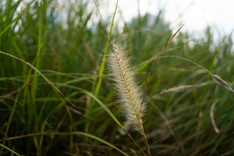 Close-up of a single fluffy grass seed head with long green blades in the background, softly focused, under natural daylight.