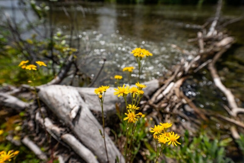 Yellow wildflowers in focus with a blurred background of a river and fallen tree branches along the water’s edge.
