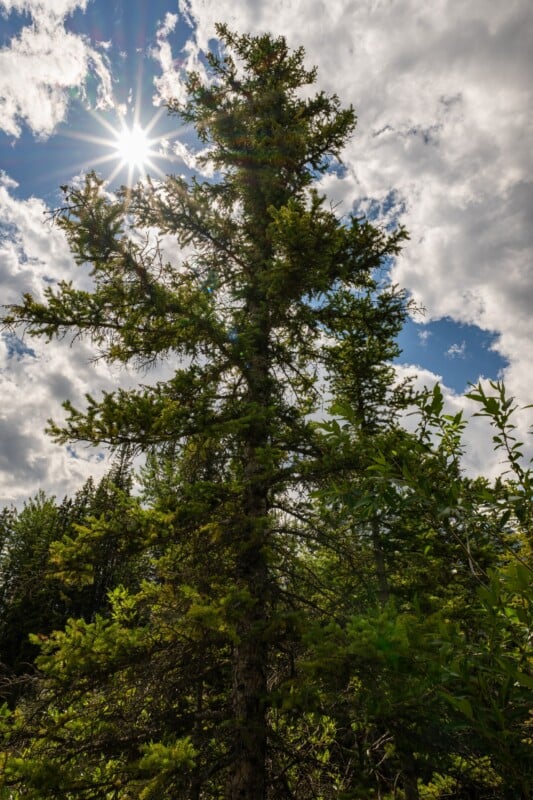 Tall evergreen tree with the sun shining through its branches, surrounded by lush green foliage and a partly cloudy sky in the background.