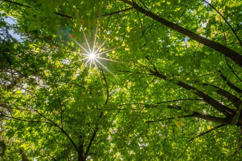 Sunlight shines through bright green leaves and tree branches, creating a starburst effect against the clear blue sky.