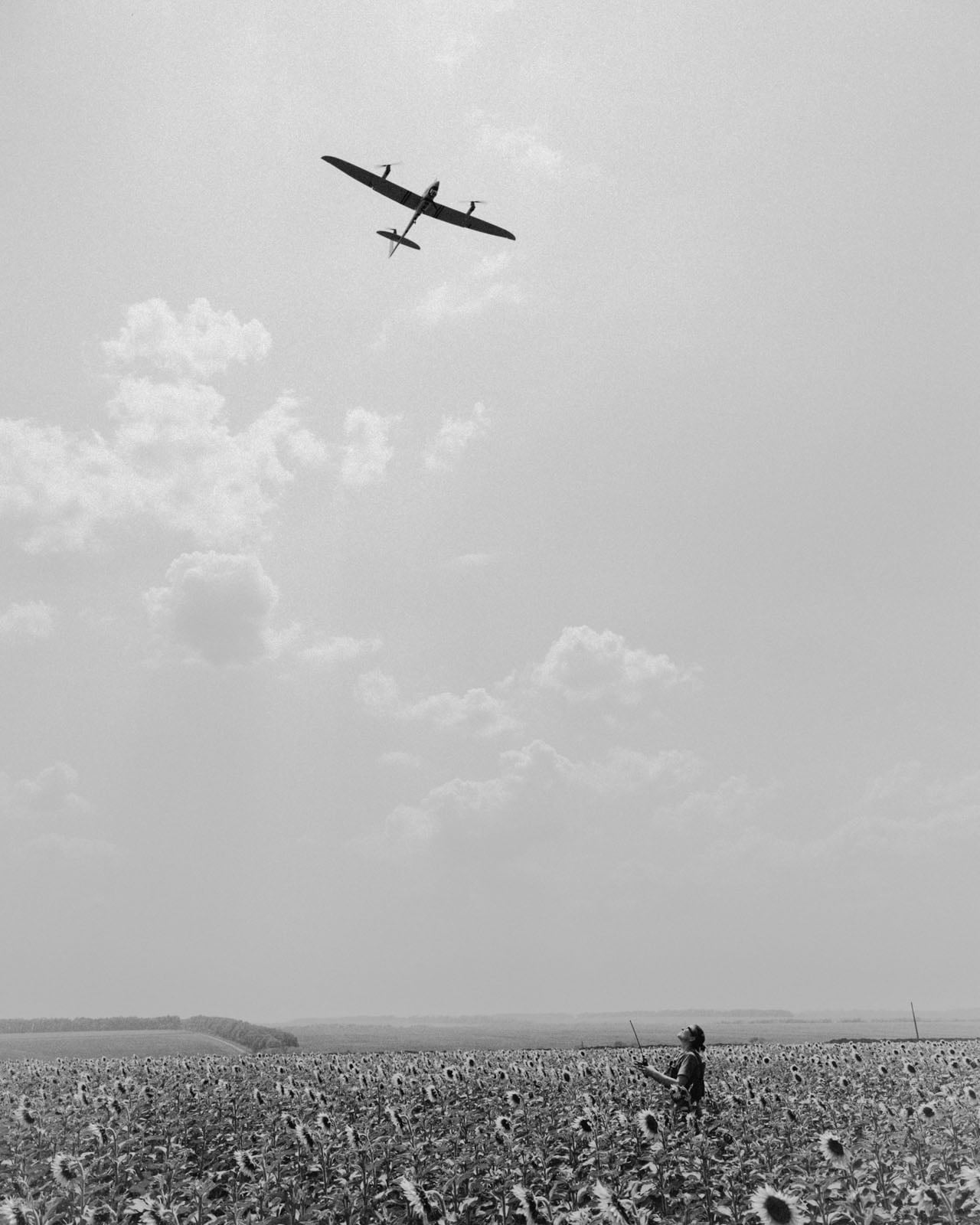 A person stands in a large sunflower field, looking up and operating a remote control for a model airplane flying overhead.