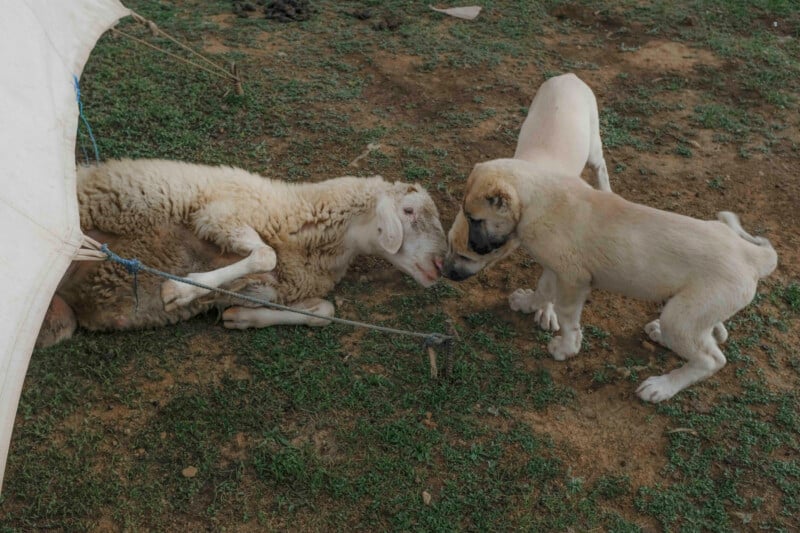 A sheep lies on the grass, tied to a pole, gently touching noses with a small light-brown puppy while another puppy stands nearby.