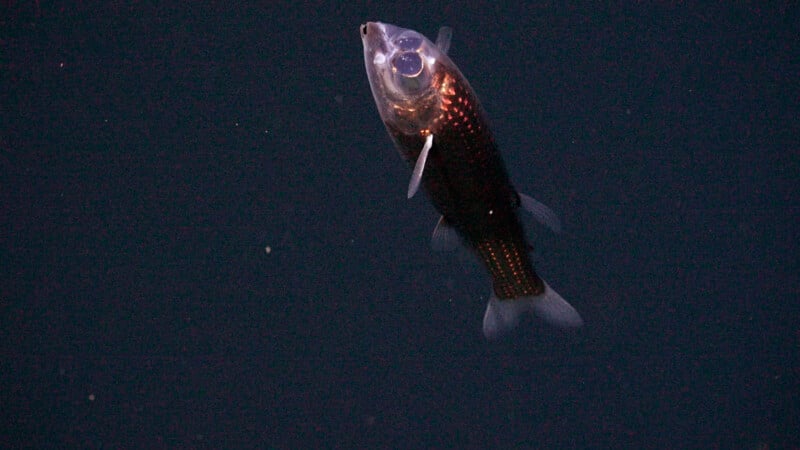 A deep-sea fish with a translucent head and glowing eyes swims in dark water, its scales reflecting light and its fins gently spread.