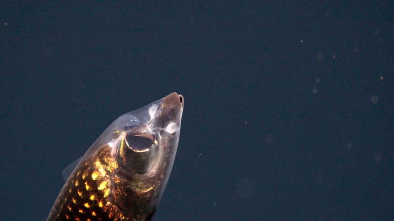 A close-up of a fish with its mouth open, facing upwards against a dark, plain background. Its scales are shiny and reflect light.