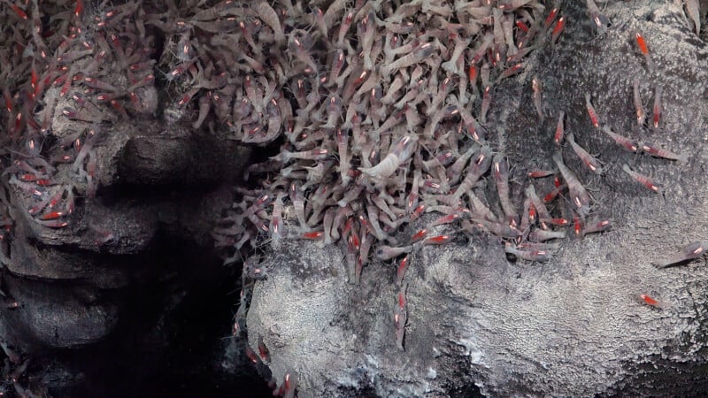 A dense group of shrimp with red markings gathers on a textured, rocky underwater surface, likely near a hydrothermal vent.