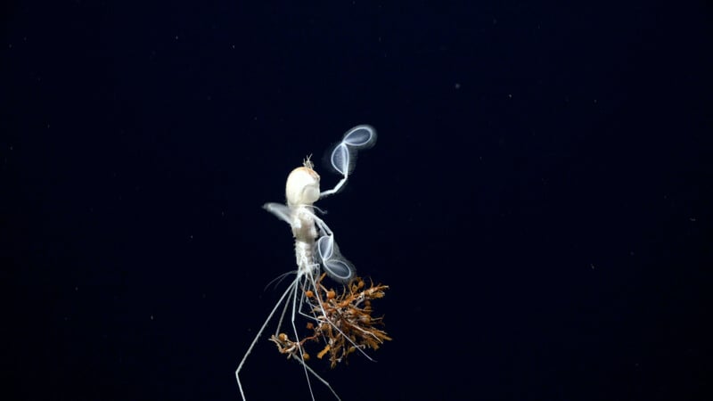A translucent deep-sea amphipod floats in dark water, holding a cluster of small brown debris in its legs. Its delicate antennae and body parts are visible against the black background.