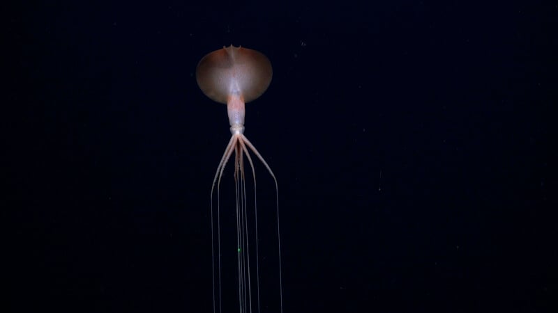 A deep-sea squid with long, thin arms swims in dark water, its body and tentacles illuminated against the black background.
