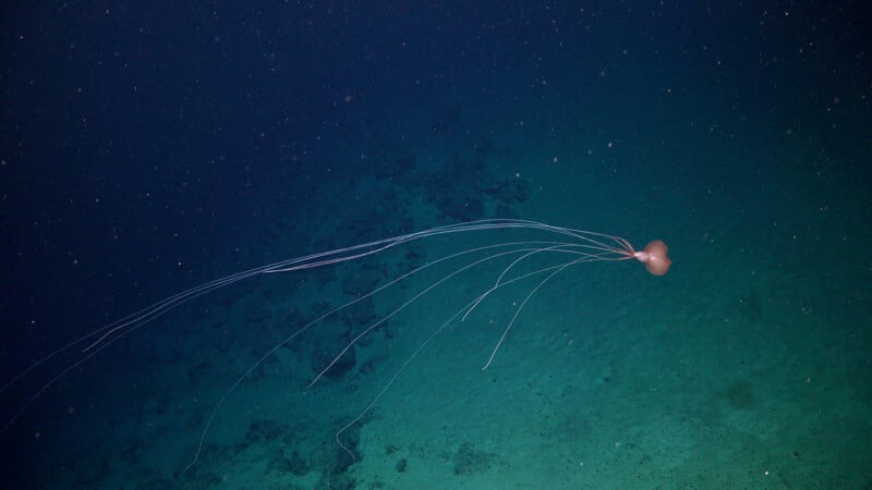 A deep-sea squid with long, thin arms swims above the ocean floor in dark, blue-green water.