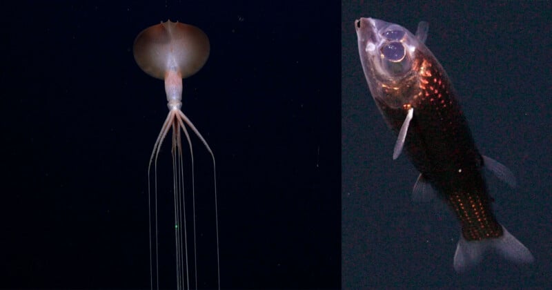 A long-armed deep-sea squid floats vertically on the left, while a shiny, dark-scaled fish with large eyes appears on the right, both set against a dark background.