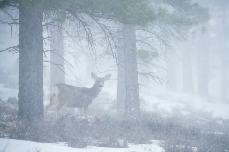 A deer stands among trees in a snowy, foggy forest. Visibility is low due to falling snow, and the scene is calm and wintry.