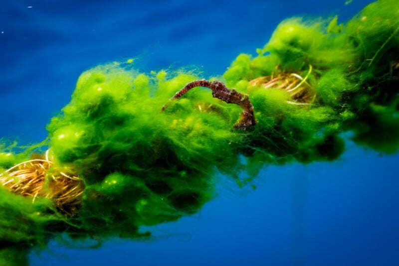 A close-up of a brown seahorse clinging to a rope covered in bright green algae, with a blue water background.