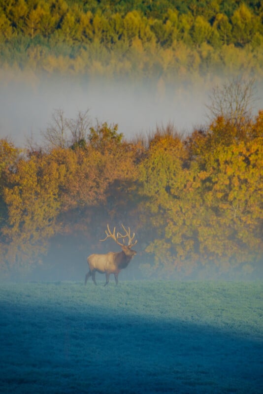 A lone elk with large antlers stands on grass, surrounded by autumn trees and morning mist, with a forest in the background.
