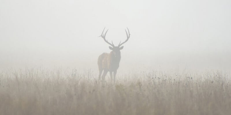 A stag with large antlers stands in a foggy field, partially obscured by mist and tall grass.