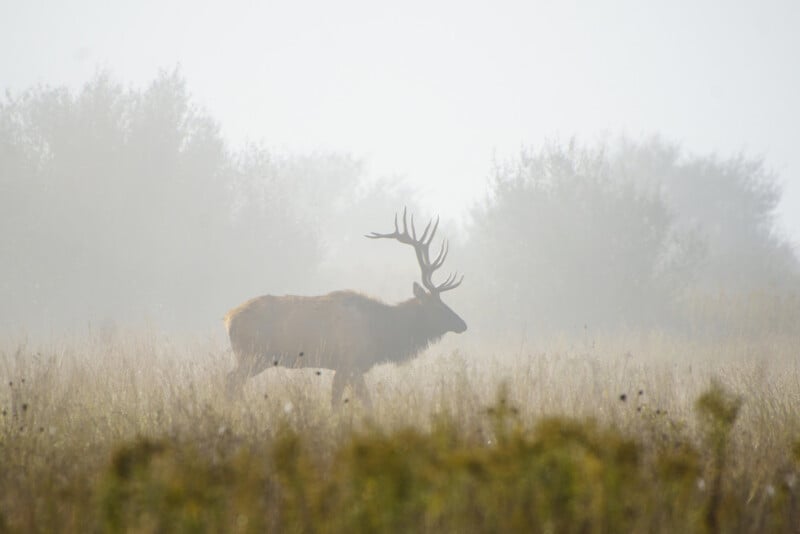A large elk with antlers stands in a foggy field surrounded by tall grass and blurred trees in the background.