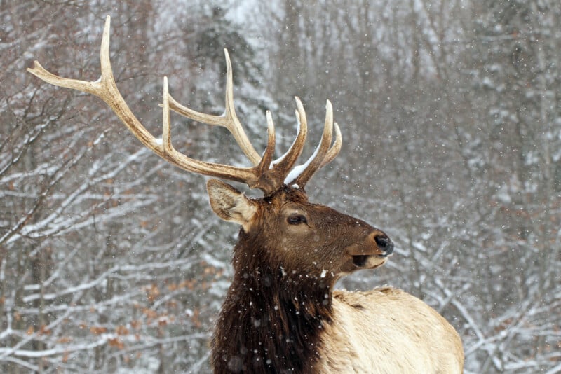 A large elk with antlers stands in falling snow, surrounded by bare trees and a wintry forest background.