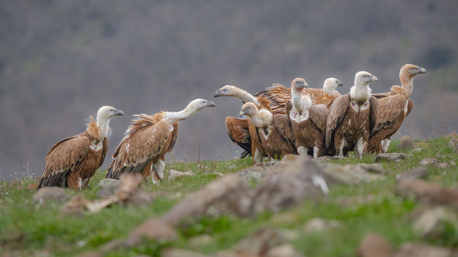 A group of griffon vultures stands on a grassy, rocky hillside under an overcast sky.