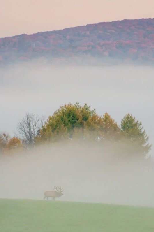 A lone elk stands in a foggy field, partially obscured by mist. Behind it, autumn trees with fall colors and a hillside are visible under a soft pastel sky.