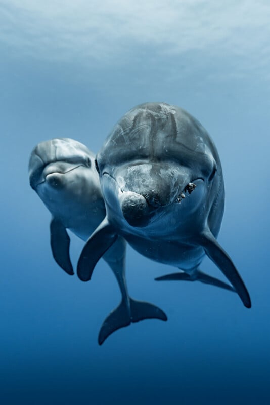 Two dolphins swim underwater, facing the camera in clear blue water, with one dolphin slightly behind and to the left of the other.